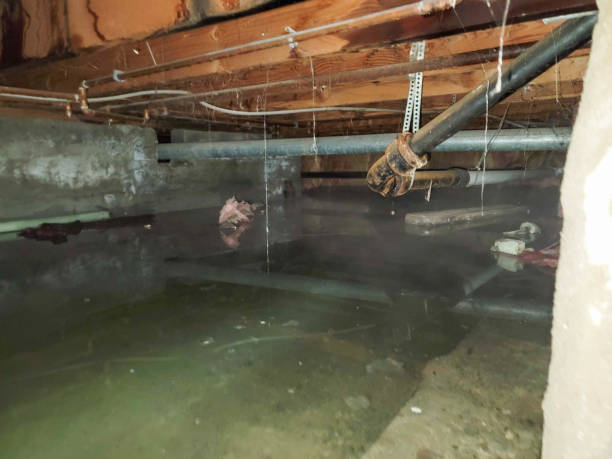Best Carpet water damage restoration  in Big Rock, IL