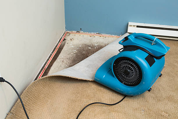 Best Water damage contractors near me  in Big Rock, IL